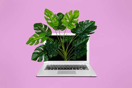 Creative collage picture of wireless netbook growing green plant display isolated on pink backgroundの写真素材