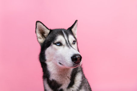 Portrait of purebred husky looking copyspace advertise for pet shop dog products isolated on pastel color backgroundの写真素材