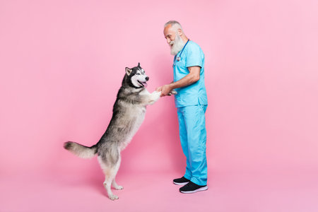 Full length photo of good specialist old doctor dressed blue uniform stethoscope on neck hold husky paws isolated on pink color backgroundの写真素材