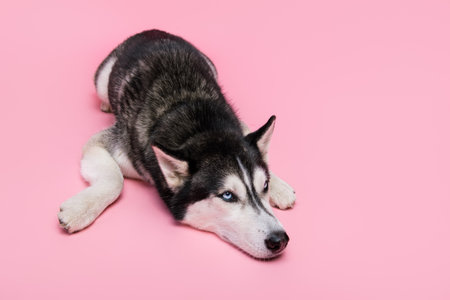 Photo of tired siberian husky lying floor rest after long hour dog walk isolated on pastel color backgroundの写真素材
