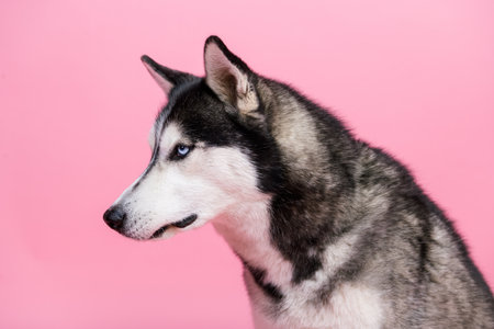 Profile side portrait of cute alaskan malamute look empty space wait for pet shop treats isolated on pastel color backgroundの写真素材