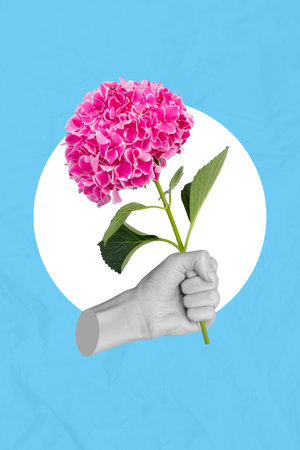 Creative collage of human hand hold pink hortensia bunch plant give share valentine woman mother day...
