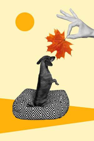 Picture poster image collage of female hands showing dog dry orange color maple leaf isolated on drawing backgroundの写真素材