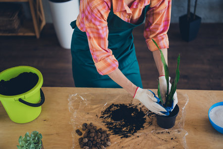 Cropped photo of senior age woman dressed apron nursing transplating flowers indoors house workshopの写真素材