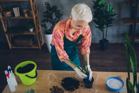 Photo of shiny happy age woman dressed apron seeding pots plants indoors home workplaceの写真素材