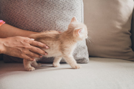 Cropped photo of lady hands arms enjoying play kitten indoors room home houseの写真素材