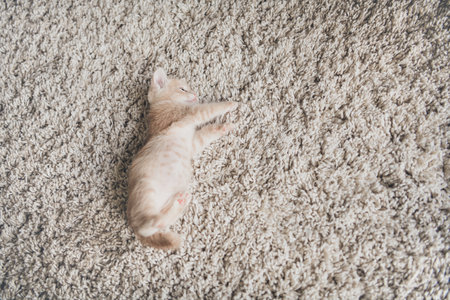 Top view photo of funny playing kitten lying carpet indoors room home houseの写真素材