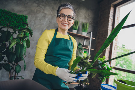 Photo of lovely pensioner lady repotting houseplant florist businesswoman wear green apron working flower shop studio small businessの写真素材