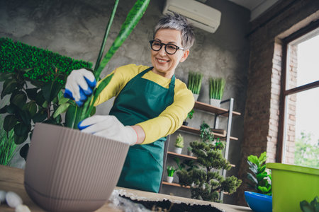 Photo of pensioner lady florist repotting houseplant wear green apron working flower shop studio small businessの写真素材