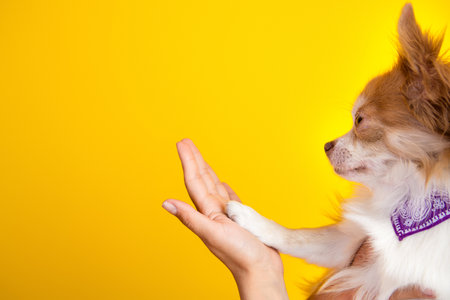 Adorable Chihuahua Giving High Paw on Yellow Background Highlighting Friendship and Pet-Owner Bondの写真素材
