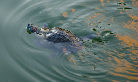 red-turtleの写真素材