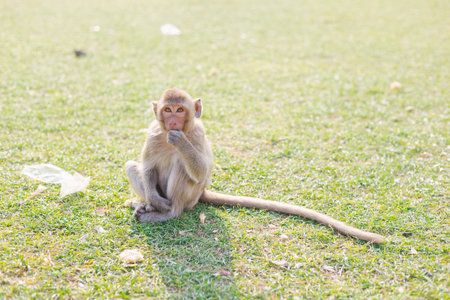 The monkey is eating food , Lopburi Thailandの写真素材