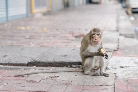 The monkey is eating food , Lopburi Thailandの写真素材