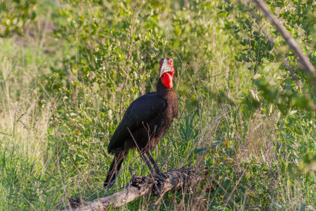 Kruger National Park, Mpumalanga, South Africaの写真素材