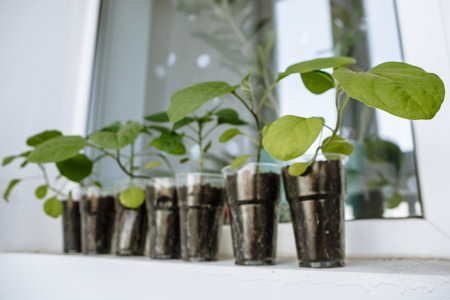 seedlings consisting of young peppers and eggplants are on the windowの写真素材