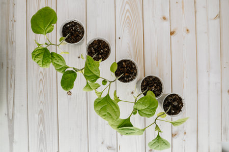 Plastic Cup with earth, which contains young green eggplants for seedlings. Young seedlings are placed on a wooden surfaceの写真素材