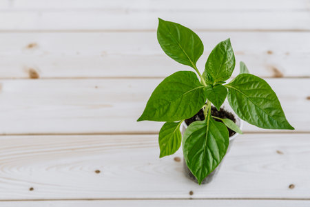 A plastic Cup with earth in which there is a young green pepper for seedlings. The glass with the plant is located on a wooden surfaceの写真素材