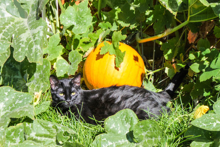 Black cat in front of pumpkinの写真素材