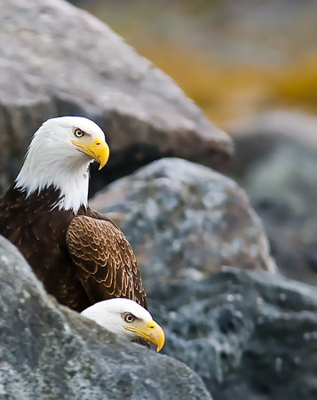 Two Bald Eagles Watching Same Directionの写真素材