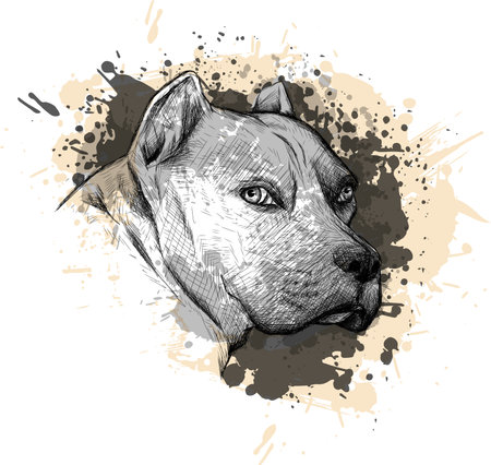 Animal collection: Dog. Portrait of a Pitbull. Closeup on a white background, with elements of squirt and drip paint.の写真素材