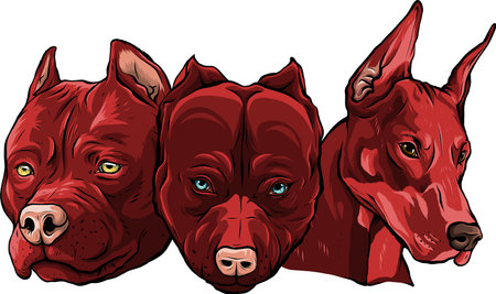 Heads of dogs pitbull dobermann bulldog vectorのイラスト素材