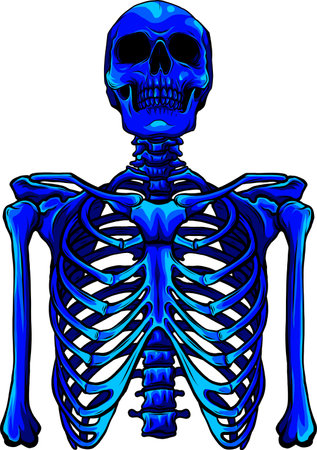 Human skeleton posing isolated over white background vector illustrationのイラスト素材