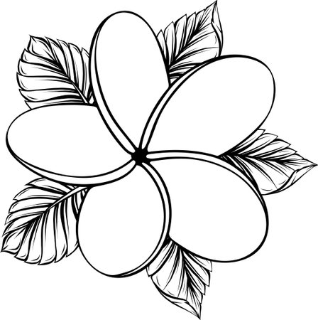 vector illustration of frangipani flower isolated on whiteのイラスト素材