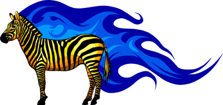 Graphic illustration of a standing zebra in isolate on a white background .Vector illustration.のイラスト素材