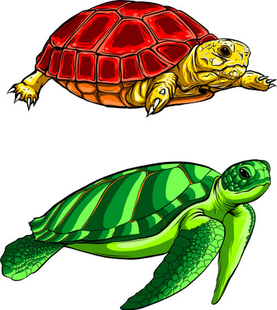vector illustration of cute turtle set on white background. digital hand draw designのイラスト素材