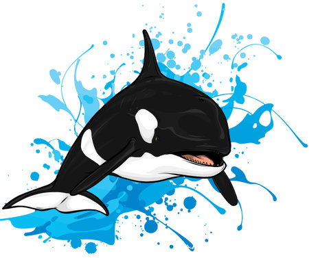 illustration of killer whale jumping out of waterのイラスト素材