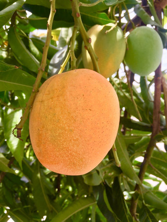 Close up Mango Fruit on Mango Treeの写真素材