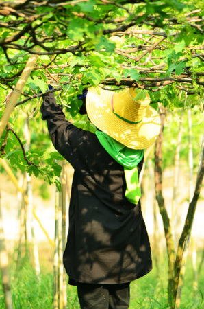 a woman in black suit is working in grape farm
