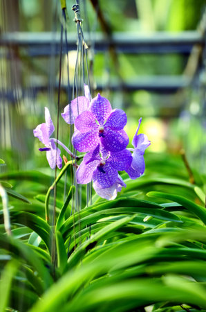 scene of orchid plants hanged in farmの写真素材