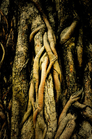close up of trunk and root of bothi treeの写真素材
