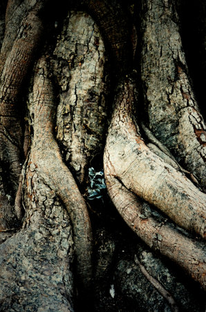 close up of trunk and root of bothi treeの写真素材