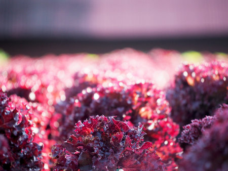 Organic hydroponic vegetable farmの写真素材