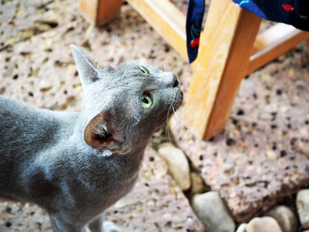 Thai catの写真素材