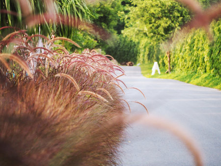Beautiful grass flower in the fieldの写真素材