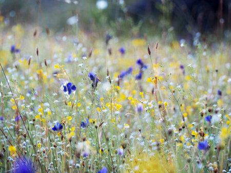 Beautiful grass flower in the fieldの写真素材