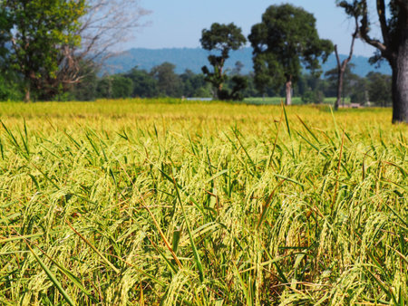 Fallen rice in the field