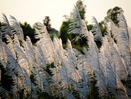 Beautiful grass flower in the field