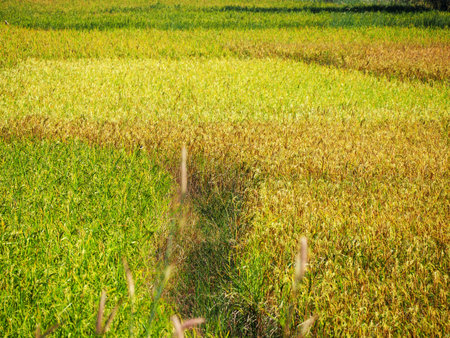 Fallen rice in the field
