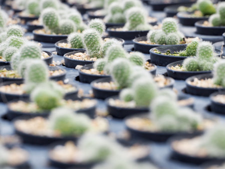 Mini Cactus plant on the pot at cactus farm