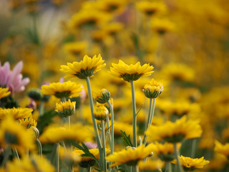 Beautiful flowers background on nature park outdoor