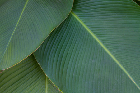 green leaf texture of a plant close upの写真素材