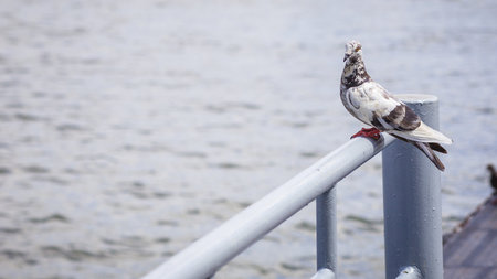 Pigeonsの写真素材