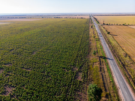 Road in the field with sunflowers. Crimea.の写真素材