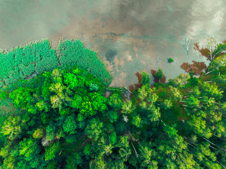 top view of the river bank and green forest.の写真素材