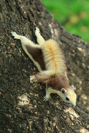 cute squirrel on the treeの写真素材