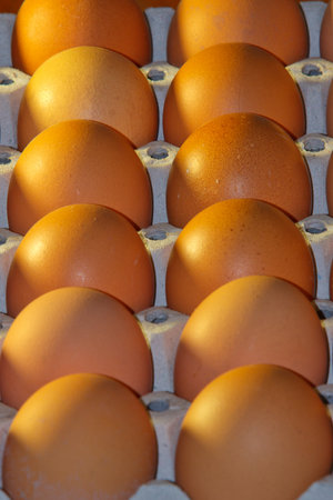 eggs in the hatchery bayの写真素材
